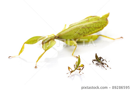 stick insect in studio stick insect in studio 89286595