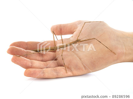 stick insect in studio stick insect in studio 89286596