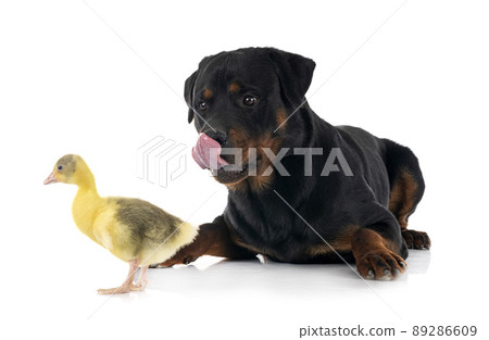 rottweiler and gosling rottweiler and gosling 89286609