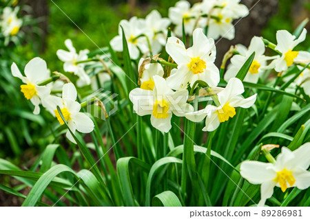 The bud of daffodils flower The bud of daffodils flower 89286981