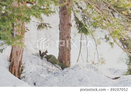 Winter Ezoris to watch out for the surroundings on the snow 89287052