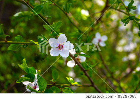 Spring, Plum flowers on a branch. Beautiful green background with blur. Spring, Plum flowers on a branch. Beautiful green background with blur. 89287065
