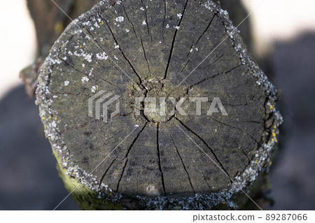 Old cut tree branches in the garden. Cracked, faded wood background. Old cut tree branches in the garden. Cracked, faded wood background. 89287066