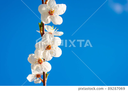 Spring, branch with plum flowers on a background of blue sky. Beautiful blue sky background. Spring, branch with plum flowers on a background of blue sky. Beautiful blue sky background. 89287069