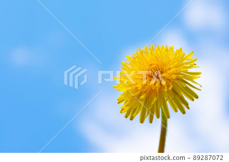 Spring flowers. Dandelion flower on a background of blue sky. Beautiful background. Spring flowers. Dandelion flower on a background of blue sky. Beautiful background. 89287072