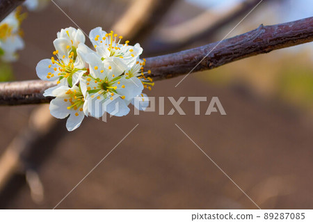 Flowering fruit trees. Branch with plum flowers. Beautiful Inflorescence on a warm background Flowering fruit trees. Branch with plum flowers. Beautiful Inflorescence on a warm background 89287085