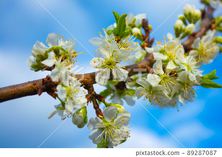 Flowering fruit trees. A branch with a lot of plum flowers. Flowering fruit trees. A branch with a lot of plum flowers. 89287087