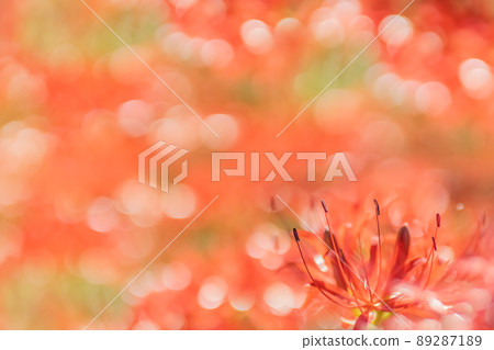 散景中雄蕊突出的一簇孤挺花 89287189