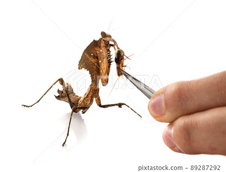Deroplatys desiccata in studio Deroplatys desiccata in studio 89287292