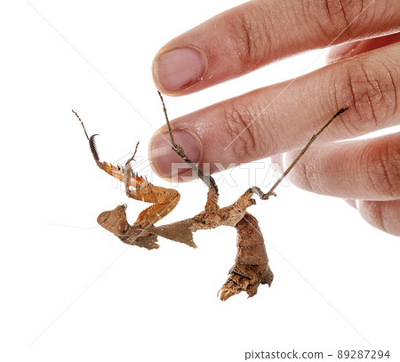 Deroplatys desiccata  in studio 89287294