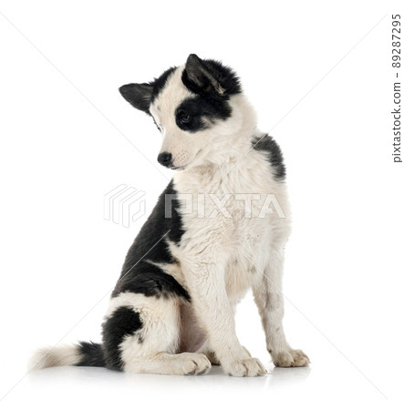 young Yakutian Laika 89287295