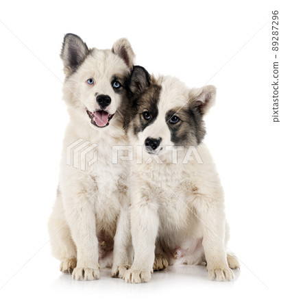 young Yakutian Laikas 89287296