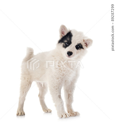 young Yakutian Laika 89287299