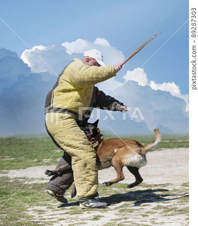 training of belgian shepherd 89287303