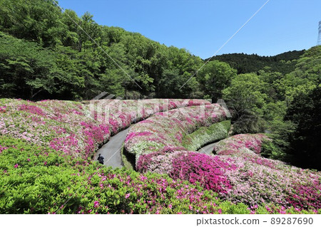 Azalea of the Takawa garden 89287690