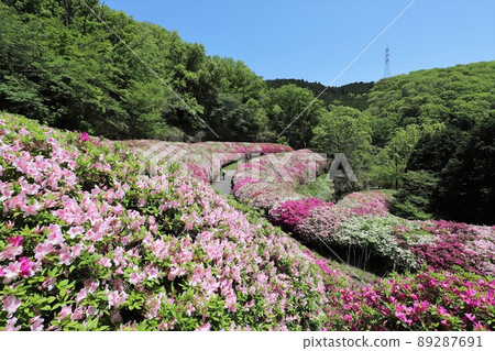 Azalea of the Takawa garden 89287691