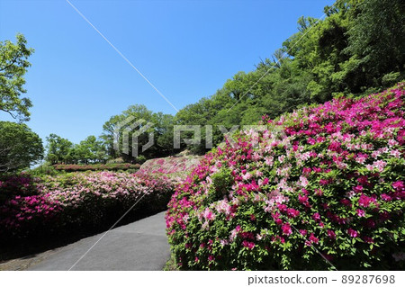 Takawa花園的杜鵑花 89287698