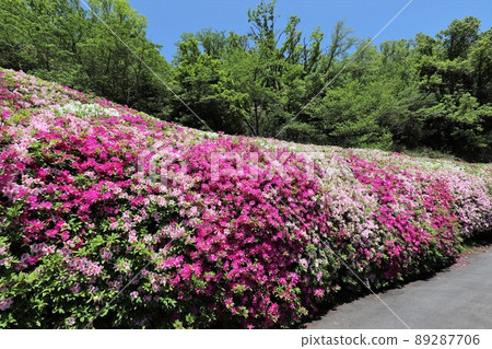 Takawa花園的杜鵑花 Takawa花園的杜鵑花 89287706