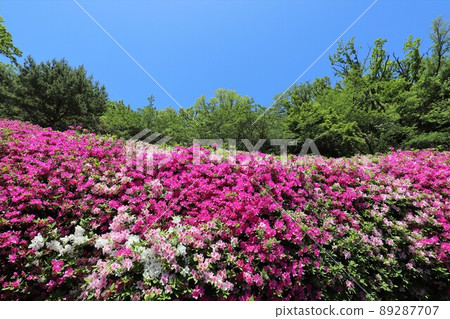 Takawa花園的杜鵑花 89287707