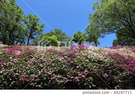Azalea of the Takawa garden Azalea of the Takawa garden 89287711
