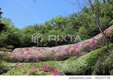 Azalea of the Takawa garden 89287730