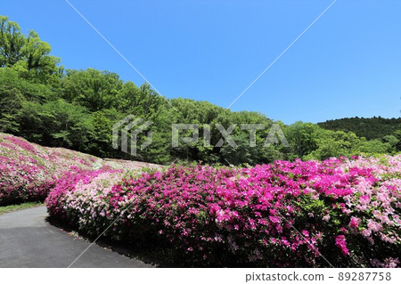 Takawa花園的杜鵑花 89287758