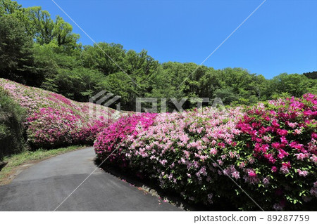 Azalea of the Takawa garden Azalea of the Takawa garden 89287759