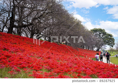 Higan of Gongendo, Saitama Prefecture 89287925