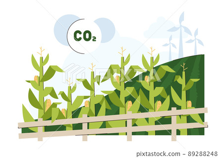 Flat green corn field for biofuel feedstock Flat green corn field for biofuel feedstock 89288248