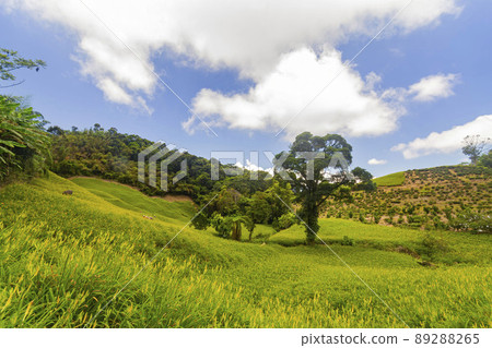 Morning view of the orange daylilies and landscape 89288265