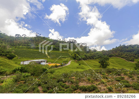 Morning view of the orange daylilies and landscape Morning view of the orange daylilies and landscape 89288266