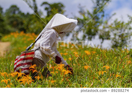 Farmer was busy Harvest the daylily in Sixty Stone Mountain 89288274