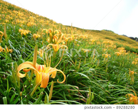 Close up shot of the orange daylily blossom over the Sixty Stone Mountain Close up shot of the orange daylily blossom over the Sixty Stone Mountain 89288280