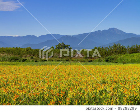 Morning view of the orange daylilies and landscape 89288299