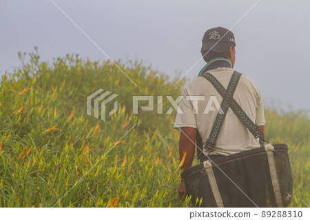 Farmer was busy Harvest the daylily in Sixty Stone Mountain Farmer was busy Harvest the daylily in Sixty Stone Mountain 89288310