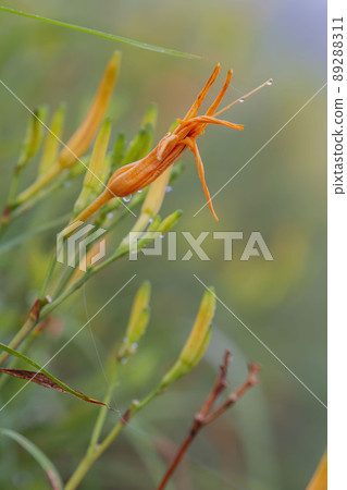 Close up shot of orange daylily during dawn in Sixty Stone Mountain Close up shot of orange daylily during dawn in Sixty Stone Mountain 89288311