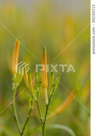 Close up shot of orange daylily during dawn in Sixty Stone Mountain 89288313