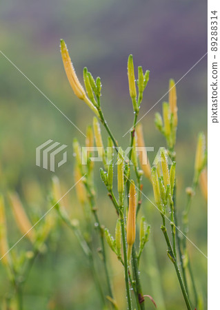 Close up shot of orange daylily during dawn in Sixty Stone Mountain 89288314