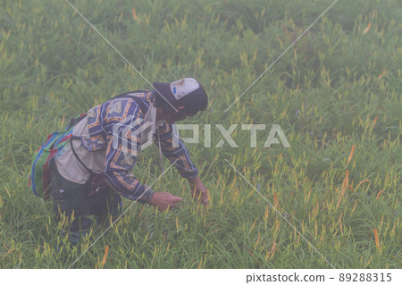 Farmer was busy Harvest the daylily in Sixty Stone Mountain Farmer was busy Harvest the daylily in Sixty Stone Mountain 89288315