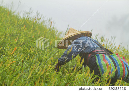 Farmer was busy Harvest the daylily in Sixty Stone Mountain 89288318