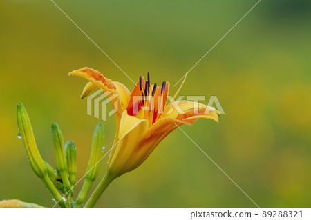 Close up shot of orange daylily during dawn in Sixty Stone Mountain Close up shot of orange daylily during dawn in Sixty Stone Mountain 89288321