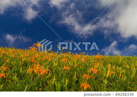 Close up shot of the orange daylily blossom over the Sixty Stone Mountain 89288336