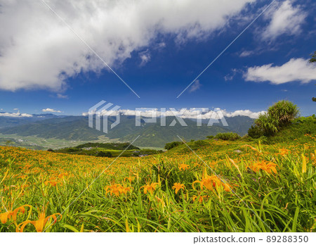 Sunny view of the orange daylily blossom over the Sixty Stone Mountain Sunny view of the orange daylily blossom over the Sixty Stone Mountain 89288350