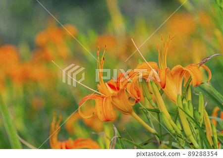 Close up shot of the orange daylily blossom over the Sixty Stone Mountain 89288354