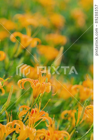 Close up shot of the orange daylily blossom over the Sixty Stone Mountain 89288357