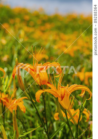 Close up shot of the orange daylily blossom over the Sixty Stone Mountain Close up shot of the orange daylily blossom over the Sixty Stone Mountain 89288364
