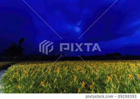 Night view of the orange daylily blossom Night view of the orange daylily blossom 89288393