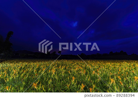 Night view of the orange daylily blossom Night view of the orange daylily blossom 89288394