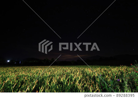 Night view of the orange daylily blossom 89288395