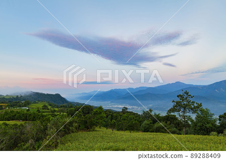 Morning view of the orange daylilies and landscape 89288409